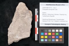 Foto (Objekt + Etikett) von Dictyopteris brongniarti Gutb. (NHMW-GEO-2024-0188-10773)